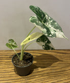 Variegated Alocasia Frydek - Mini - Plant Studio LLC