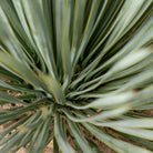 Yucca Rostrata 180cm - Plant Studio LLC