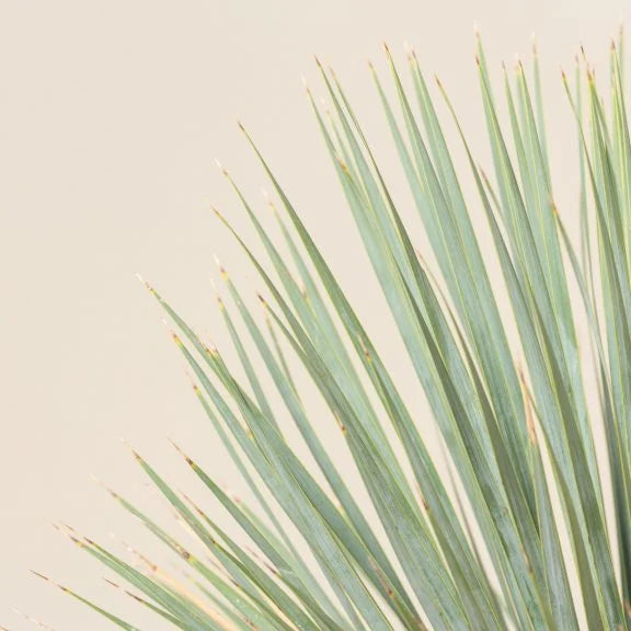 Yucca Rostrata 180cm - Plant Studio LLC