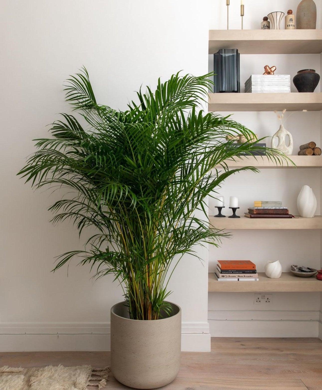 Areca Palm Holland Plant Studio LLC