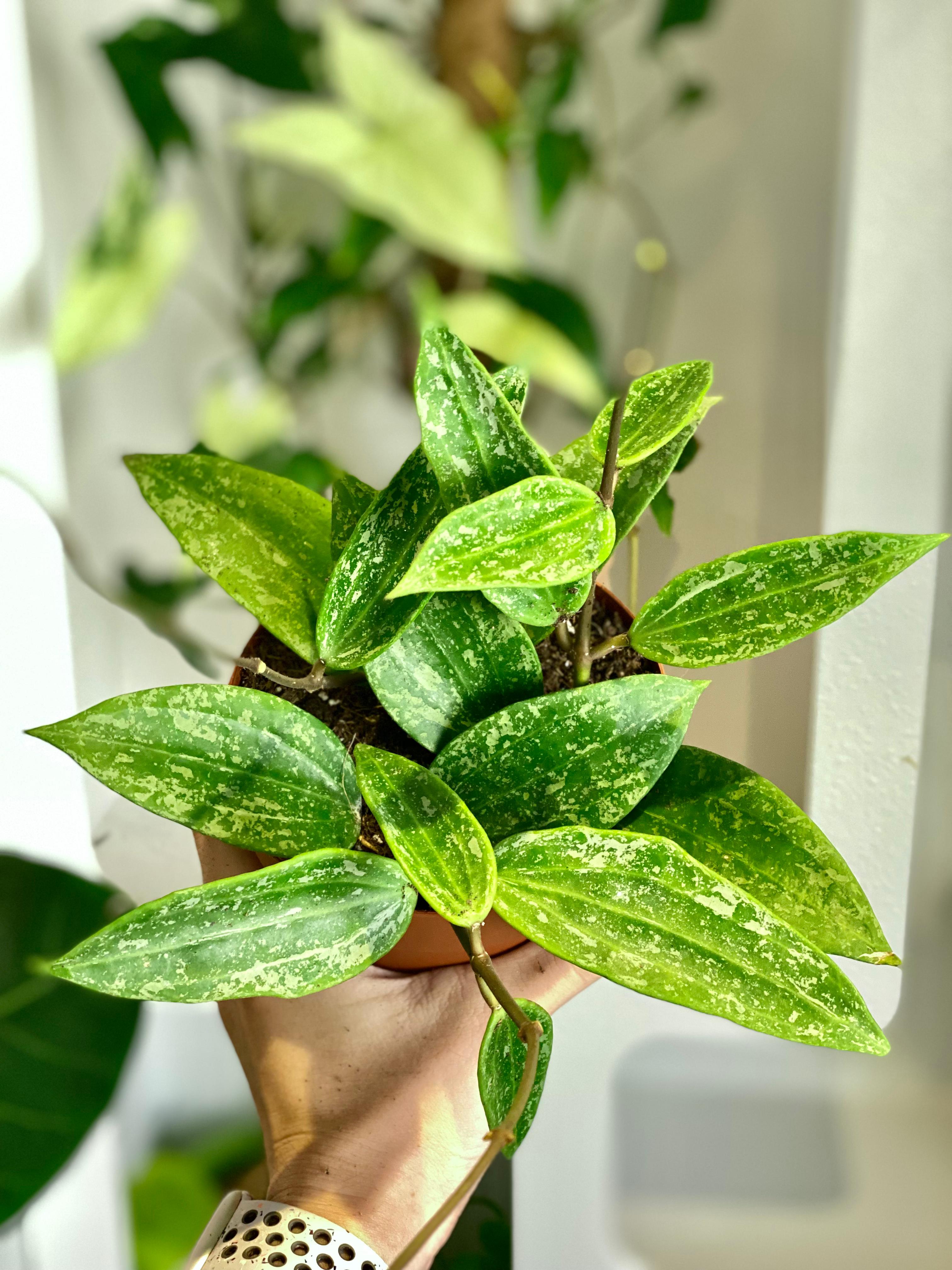 On sale Hoya 'Rangsan', Well Established with New Growth in 2