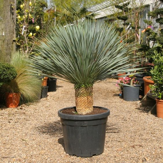 Yucca Rostrata 120cm - Plant Studio LLC