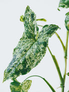 Syngonium Mottled Mojito - Plant Studio LLC