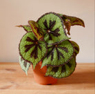 Begonia Masoniana - Plant Studio LLC