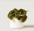 Begonia Masoniana - Plant Studio LLC