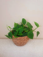 Philodendron Heartleaf in Seagrass Basket - Plant Studio LLC