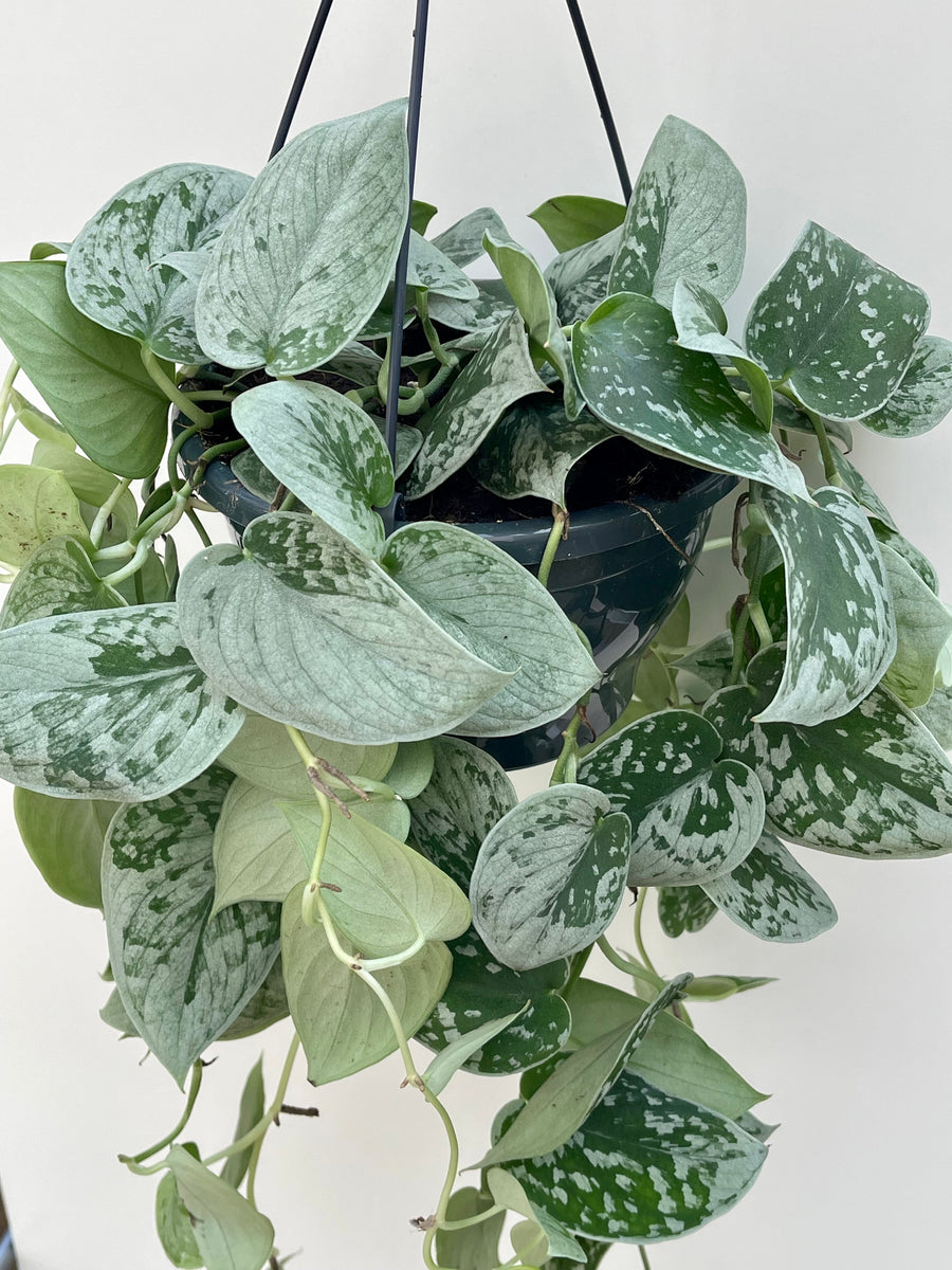 Scindapsus Pictus Silvery Ann in Hanging Pot – Plant Studio LLC