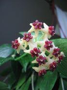 Hoya Polyneura 'Fish Tail' - Plant Studio LLC