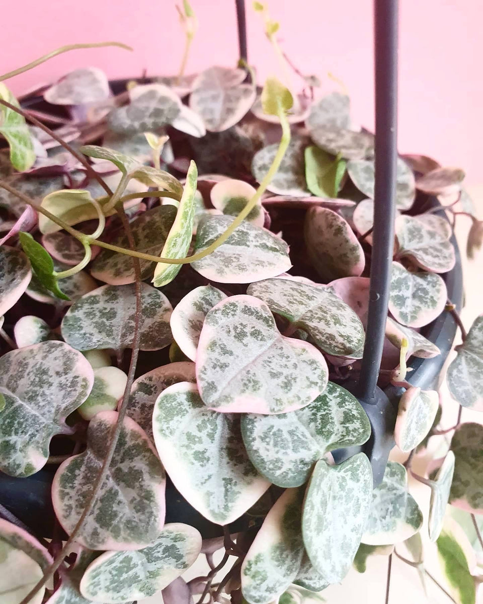 Ceropegia Woodii Marlies 'Variegated String of Hearts' - Large – Plant ...