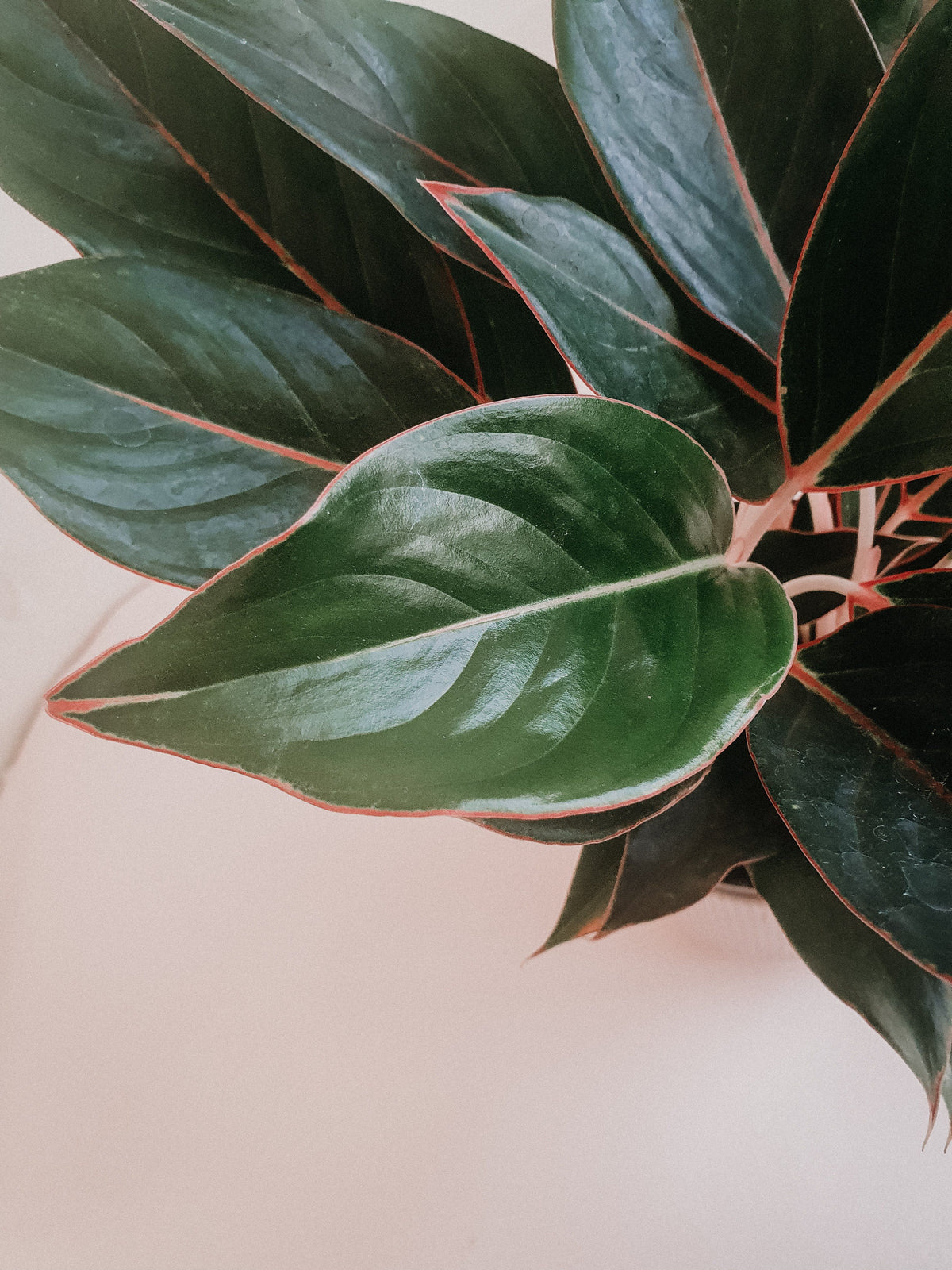 Aglaonema Black Lipstick – Plant Studio LLC | TRN 100565690300003