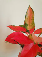 Aglaonema Chandang Neon Pink - Plant Studio LLC 