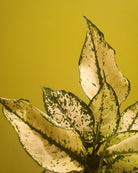 Aglaonema Snow White Plant Studio LLC 