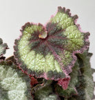 Begonia Escargot Plant Studio LLC 