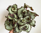 Begonia Escargot Plant Studio LLC 