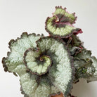 Begonia Escargot Plant Studio LLC 