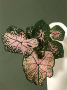 Caladium Elise Plant Studio LLC 