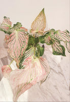 Caladium Thai Beauty Plant Studio LLC 