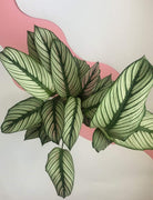 Calathea Majestica ‘White Star’ Plant Studio LLC 