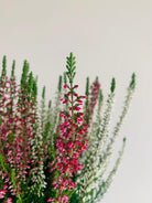 Calluna Vularis 'Garden Girls' Plant Studio LLC 