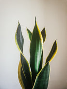 Sansevieria Trifasciata Black Gold Plant Studio LLC 